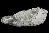 Agatized Fossil Coral Geode - Florida #110154-1